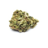 Close-up of Blue Cookies cannabis bud on white
