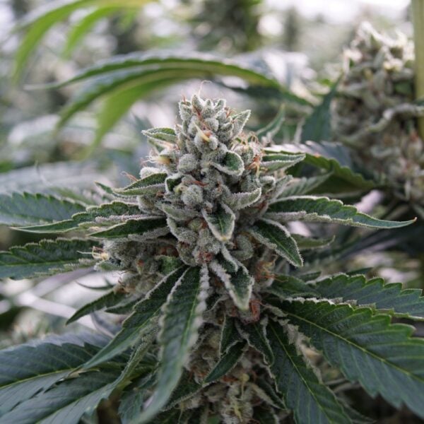 Blue Cookies Auto