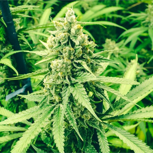 Blue Razz Seeds