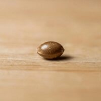 Blue-Razz-seed-closeup