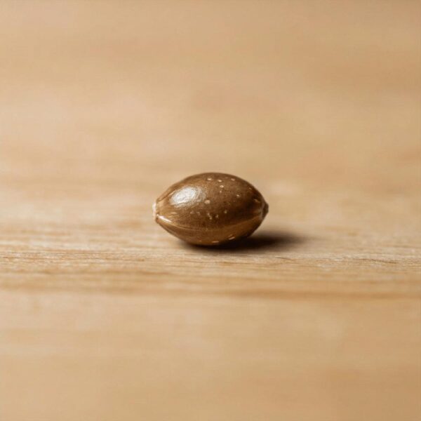 Hover image for Blue Razz Seeds