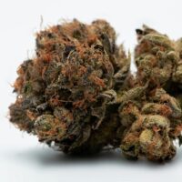 Blue-Zushi-bud-gallery