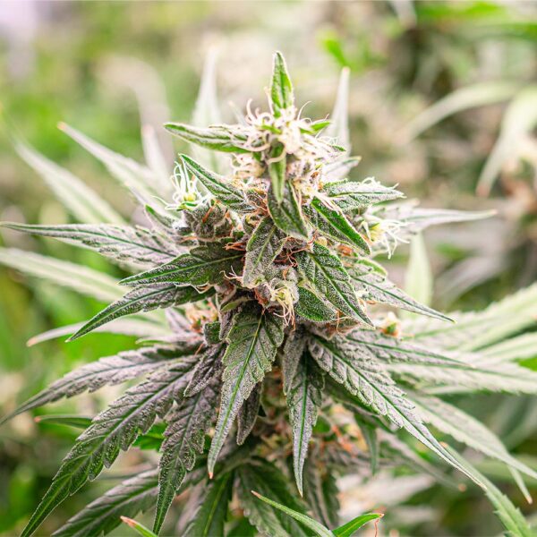Blue Zushi Seeds