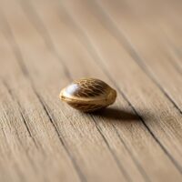 Blue-Zushi-seed-closeup