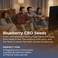 Blueberry CBD Seeds Highlight