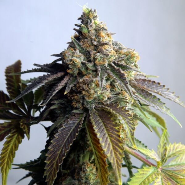 Blueberry CBD Seeds