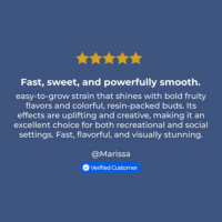Blueberry CBD Seeds Review