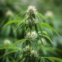 Blueberry-Muffin-cannabis-plant-feature