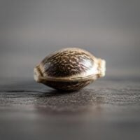 Blueberry-Muffin-seed-closeup