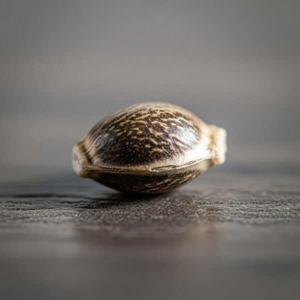 Hover image for Blueberry Muffin Seeds