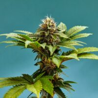 Close up of a Bubba Kush marijuana plant