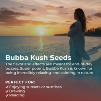Bubba Kush Seeds Highlight