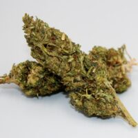 Bubblegum-Gelato-bud-gallery