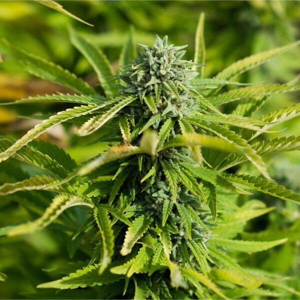 Bubblegum Gelato Seeds
