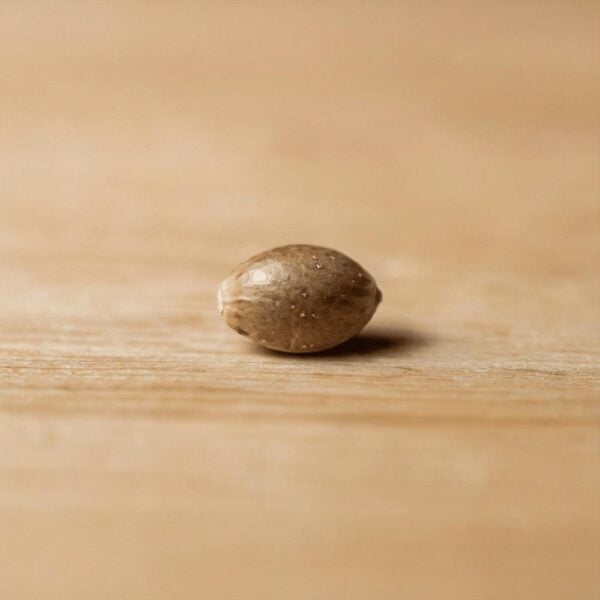 Hover image for Bubblegum Gelato Seeds