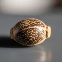 Close-up of a Cherry Runtz cannabis seed