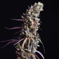 Close-up of cannabis bud.