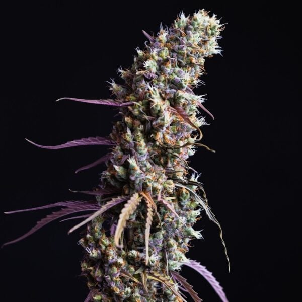Cherry Runtz Seeds