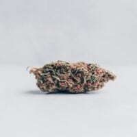 Cotton-Candy-Kush-Auto-bud-gallery