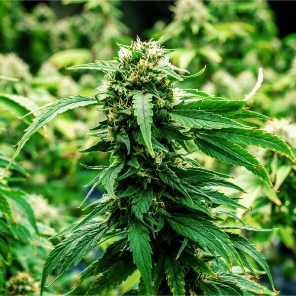 Cotton Candy Kush Auto