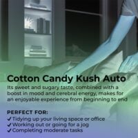 Cotton-Candy-Kush-Auto-highlight