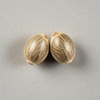 Cotton-Candy-Kush-Auto-seed-closeup