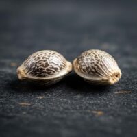 Two patterned Do-Si-Dos Auto cannabis seeds on surface