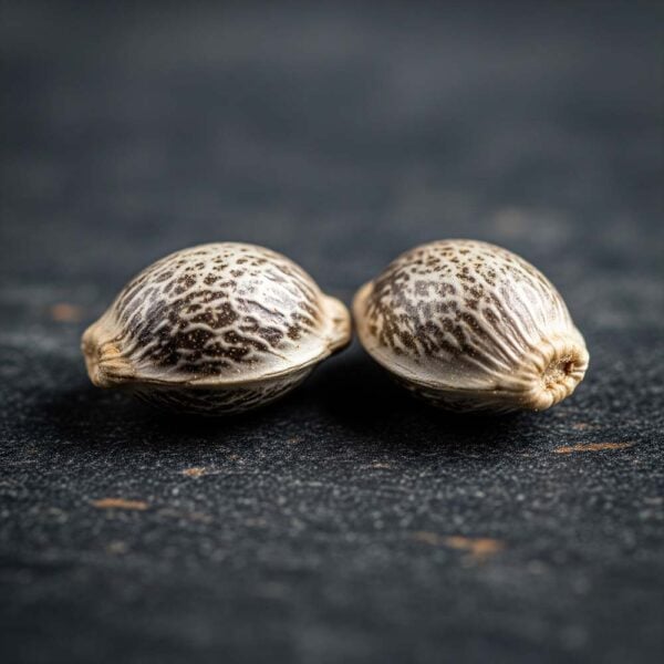 Hover image for Do-Si-Dos Auto Seeds