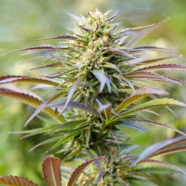 Do-Si-Dos Auto Seeds