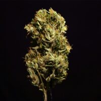 Forbidden-Fruit-bud-gallery
