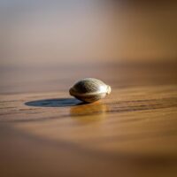 Forbidden-Fruit-seed-closeup
