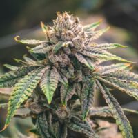 Fruity Pebbles Seeds Product Image
