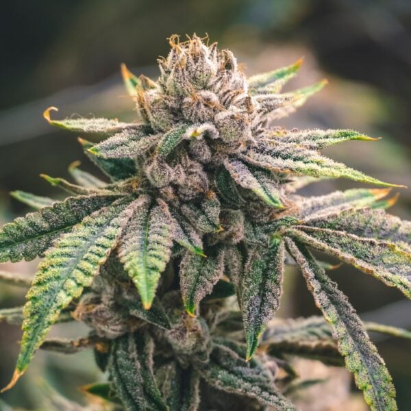 Fruity Pebbles Seeds