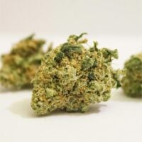 Gelato-Cake-bud-gallery