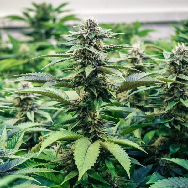 Gelato Cake Seeds