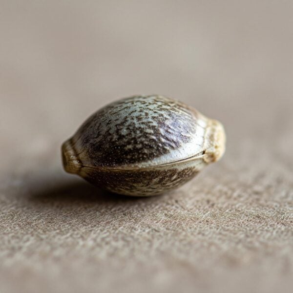 Hover image for Gelato Cake Seeds