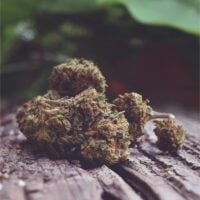 Ghost-OG-Auto-bud-gallery
