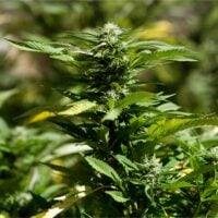 Ghost-OG-Auto-cannabis-plant-feature