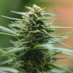 Ghost OG Seeds