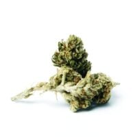 Close-up of Ghost Train Haze cannabis buds on white