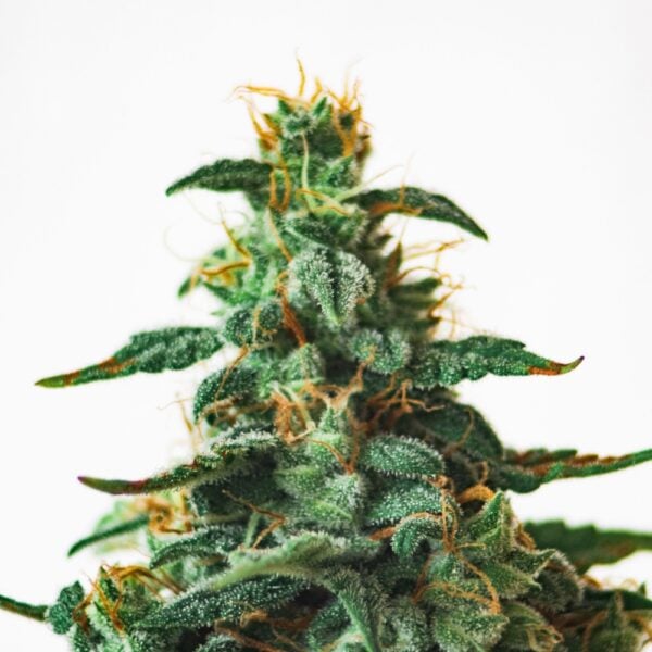 Ghost Train Haze Seeds