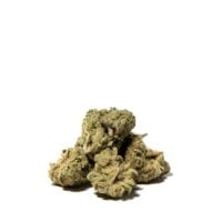 Gorilla Glue #4 Auto Cannabis Bud