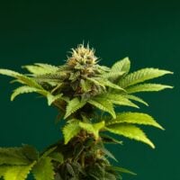Gorilla Glue #4 Auto Product Image