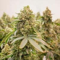 Green-Crack-plant-feature