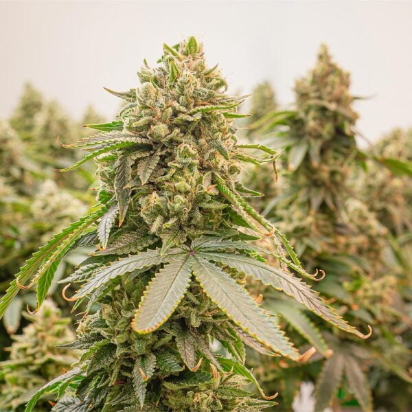 Green Crack Seeds