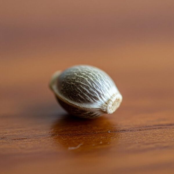Hover image for Green Crack Seeds