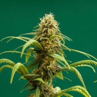 Close-up of cannabis Jealousy strain plant bud
