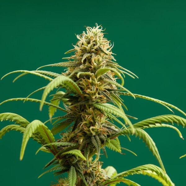 Jealousy Seeds
