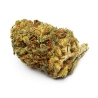 Close up of a Jenny Kush cannabis bud