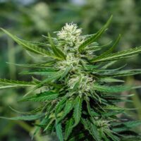 Close up of a Jenny Kush cannabis plant